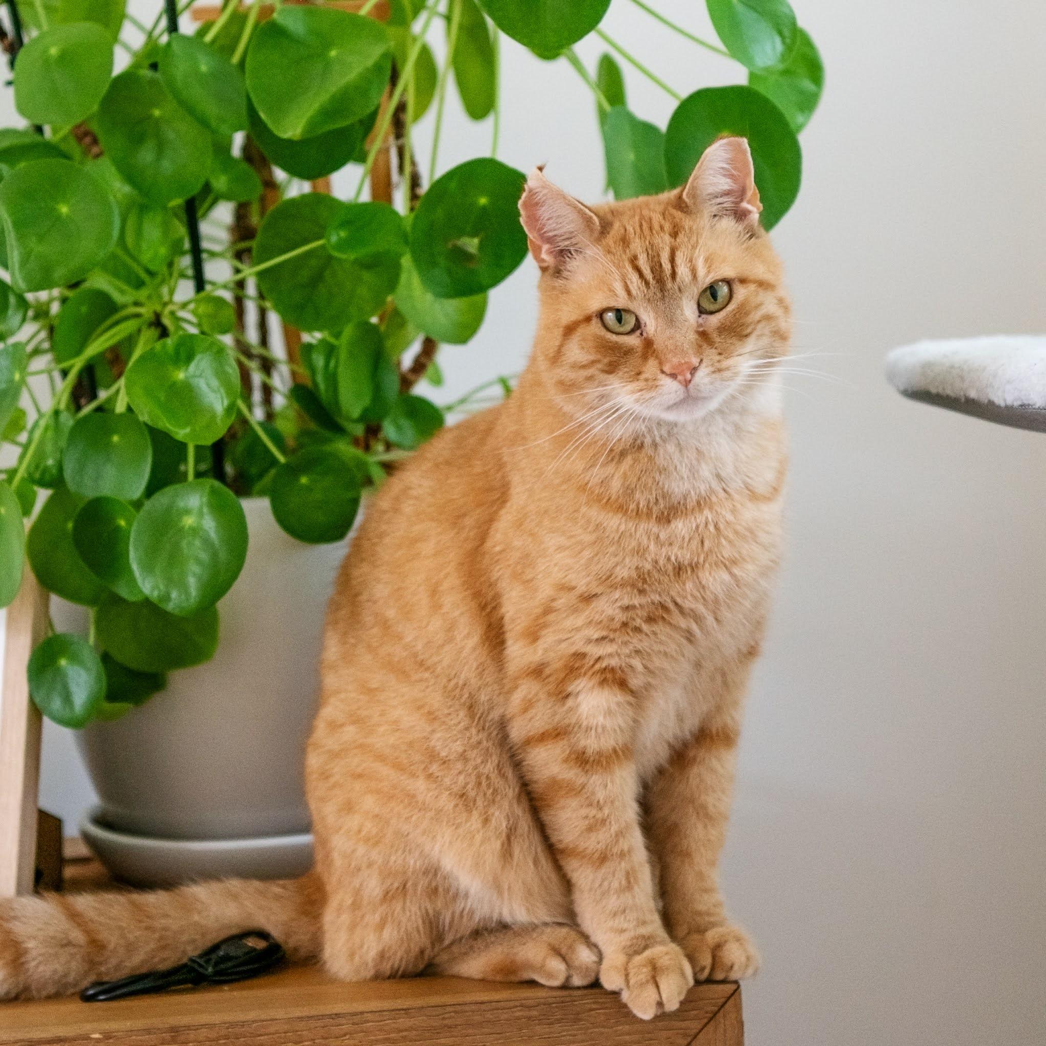 Goliath, Adopted, Adult Male Domestic Short Hair.