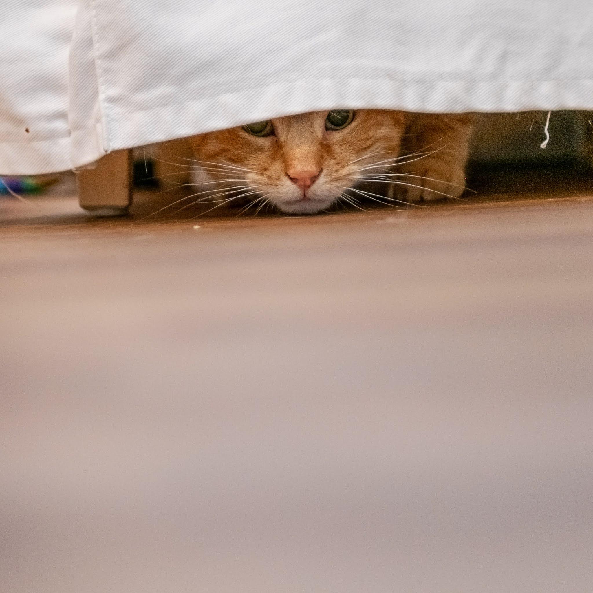 Enlarge Goliath, a Adopted Domestic Short Hair in New York, NY image 2/5