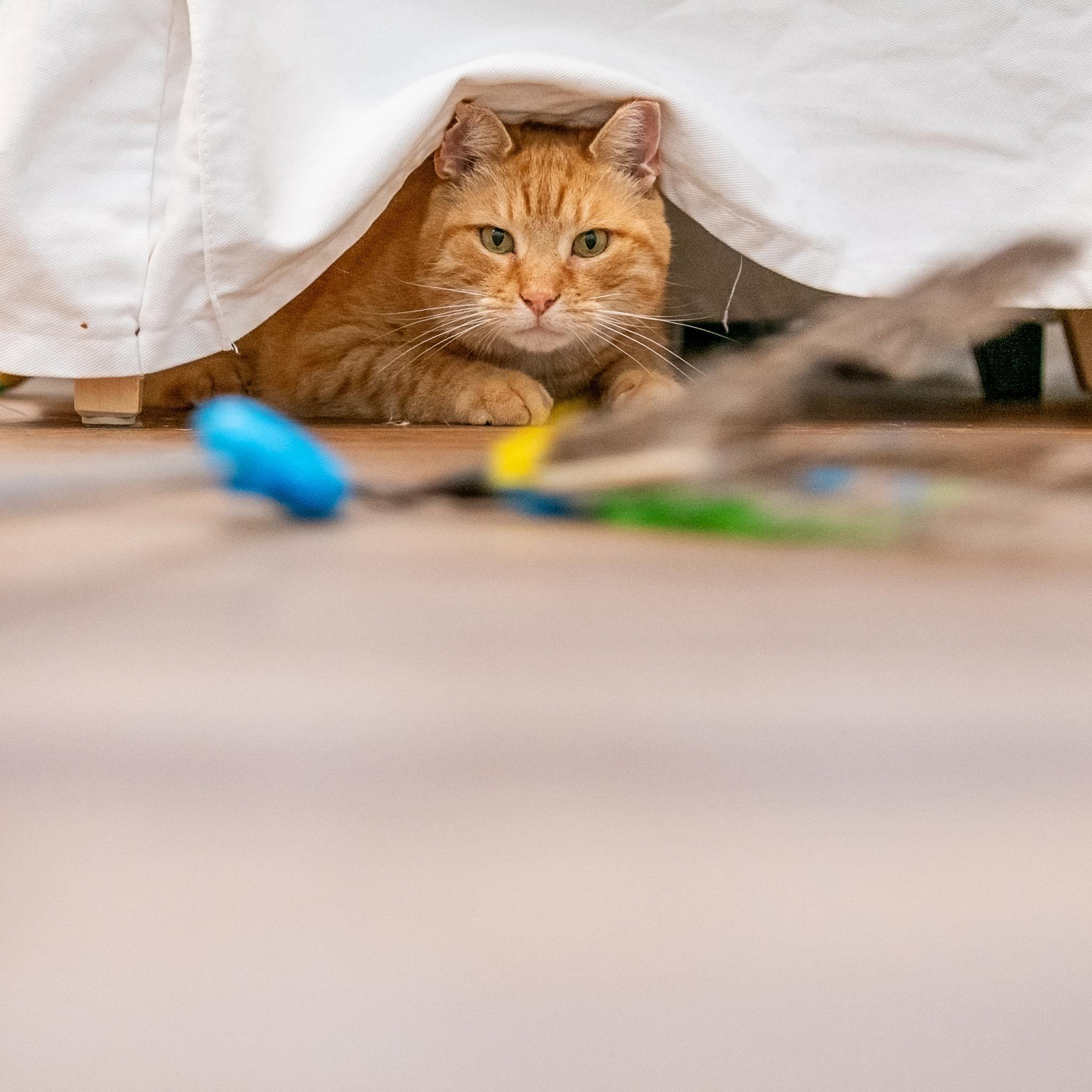 Enlarge Goliath, a Adopted Domestic Short Hair in New York, NY image 5/5