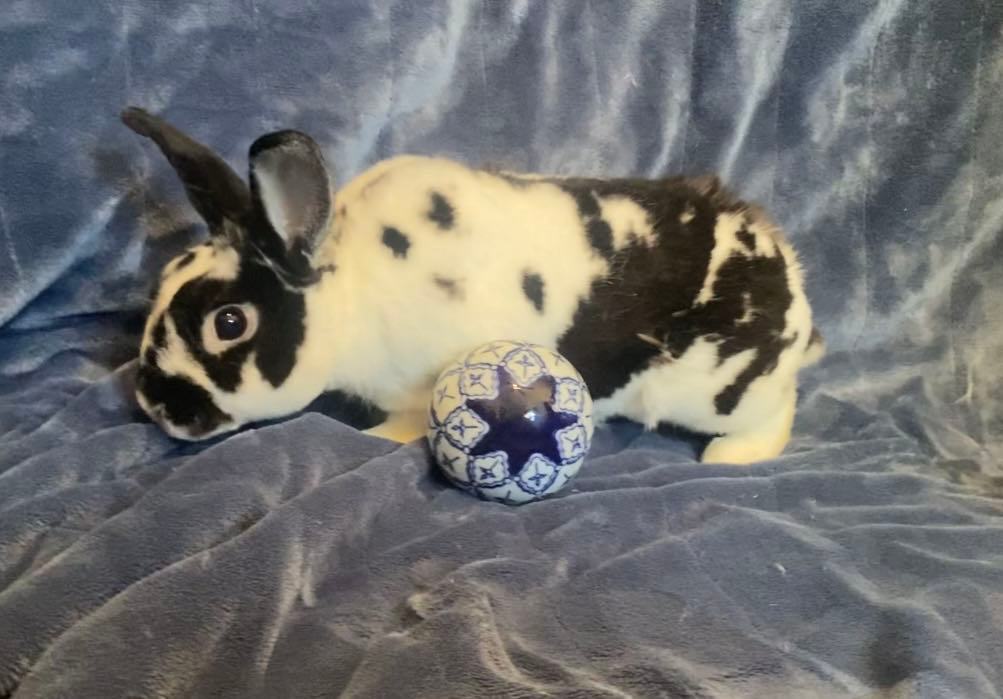 Enlarge Oreo, a Adopted Mini Rex in Saint Marys, OH image 1/6
