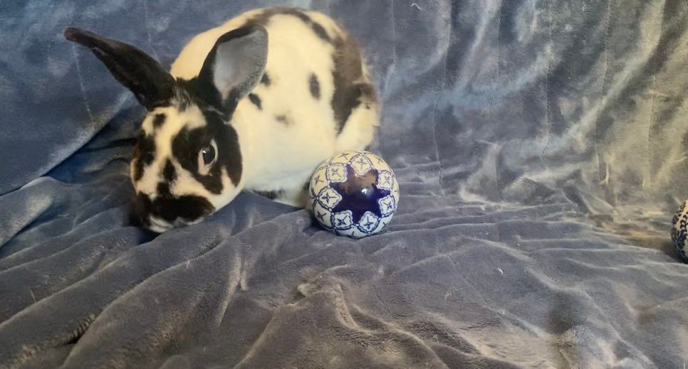 Enlarge Oreo, a Adopted Mini Rex in Saint Marys, OH image 2/6
