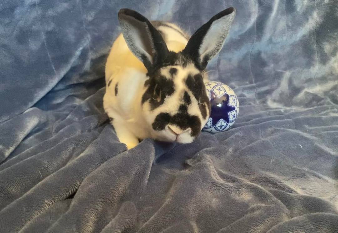Enlarge Oreo, a Adopted Mini Rex in Saint Marys, OH image 3/6
