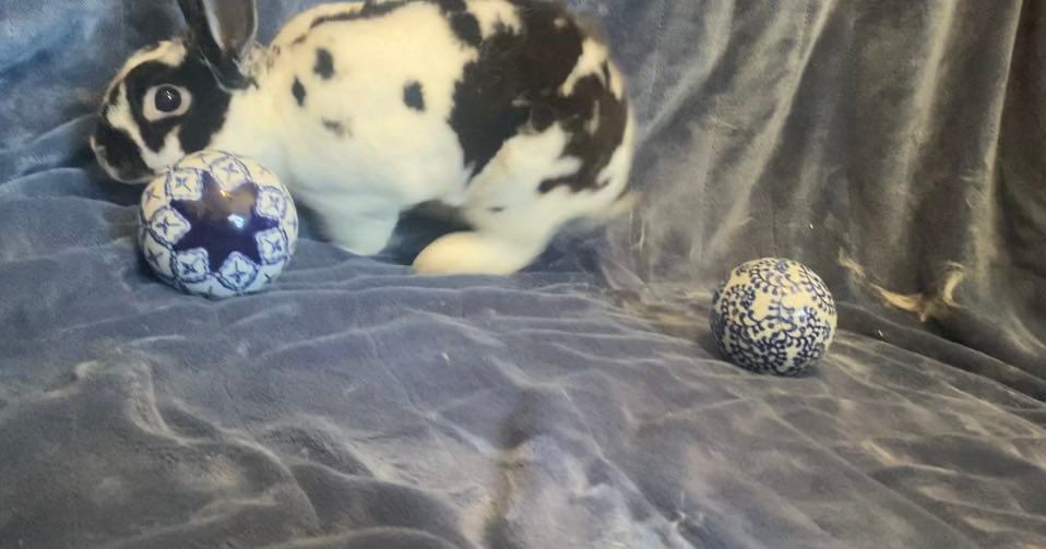 Enlarge Oreo, a Adopted Mini Rex in Saint Marys, OH image 4/6