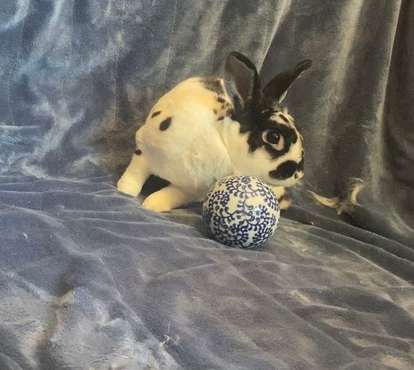 Enlarge Oreo, a Adopted Mini Rex in Saint Marys, OH image 5/6