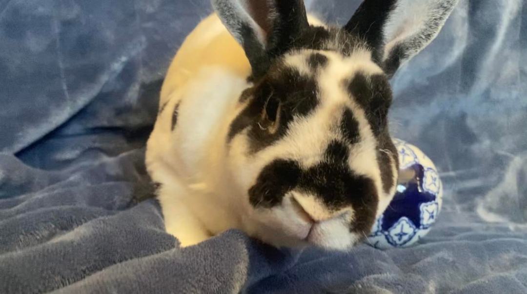 Enlarge Oreo, a Adopted Mini Rex in Saint Marys, OH image 6/6