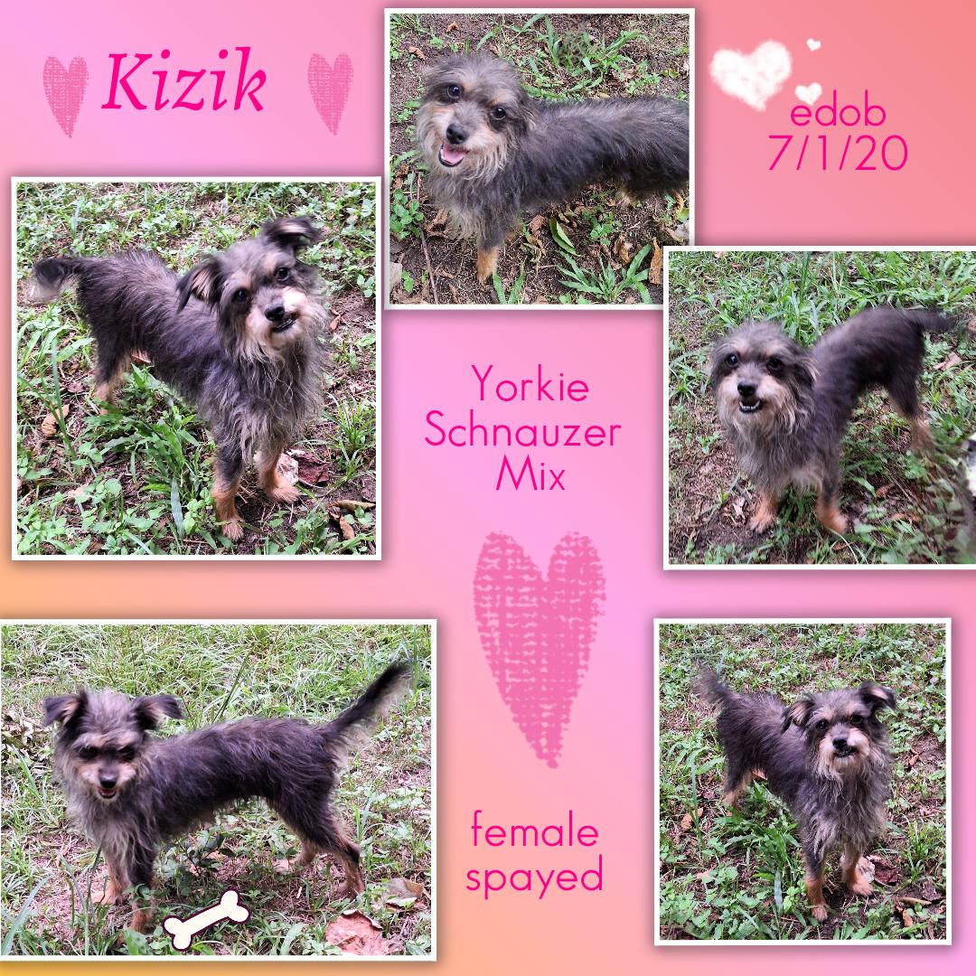 Enlarge Kizik CO13942-Thw, a Adoptable mixed breed in Fort Collins, CO image 4/5