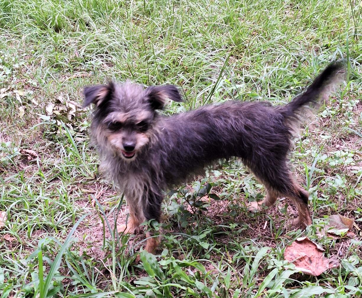 Enlarge Kizik CO13942-Thw, a Adoptable mixed breed in Fort Collins, CO image 3/5