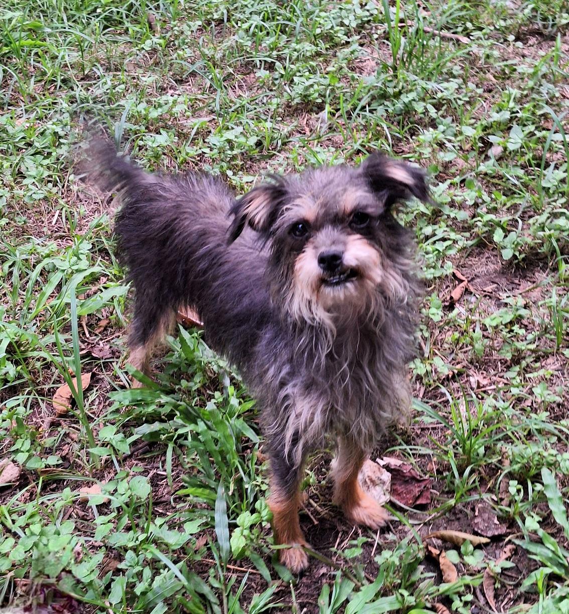 Enlarge Kizik CO13942-Thw, a Adoptable mixed breed in Fort Collins, CO image 1/5