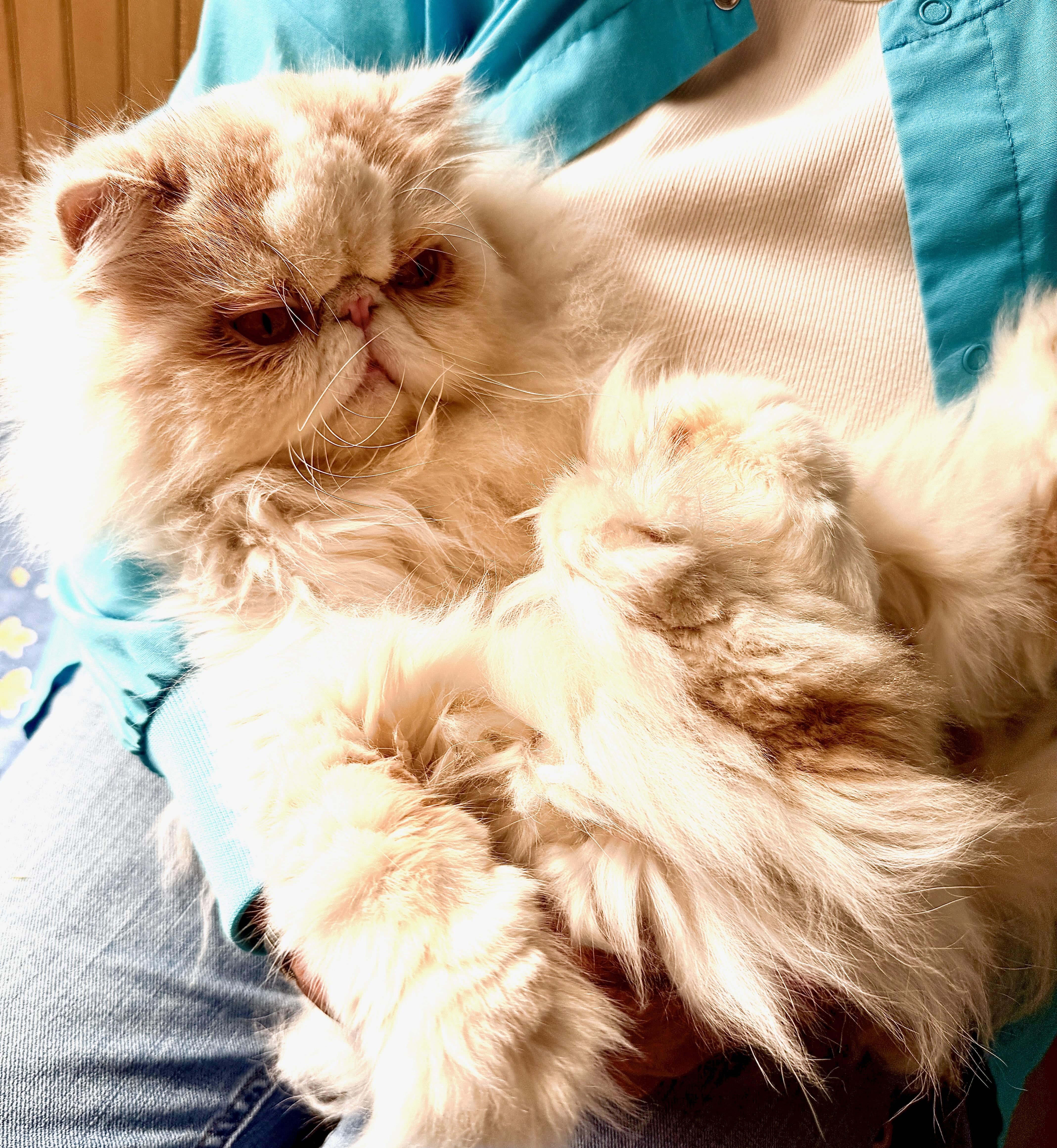 Enlarge Mr. CoCo, a Adoptable Persian in Davis, CA image 2/3