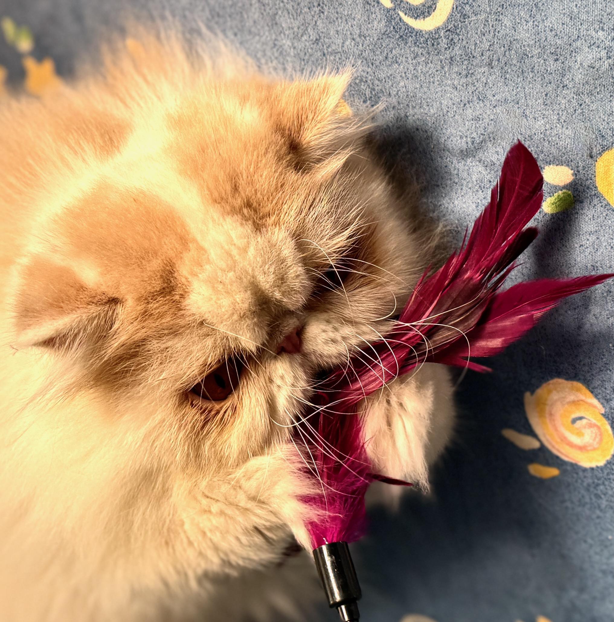 Enlarge Mr. CoCo, a Adoptable Persian in Davis, CA image 1/3