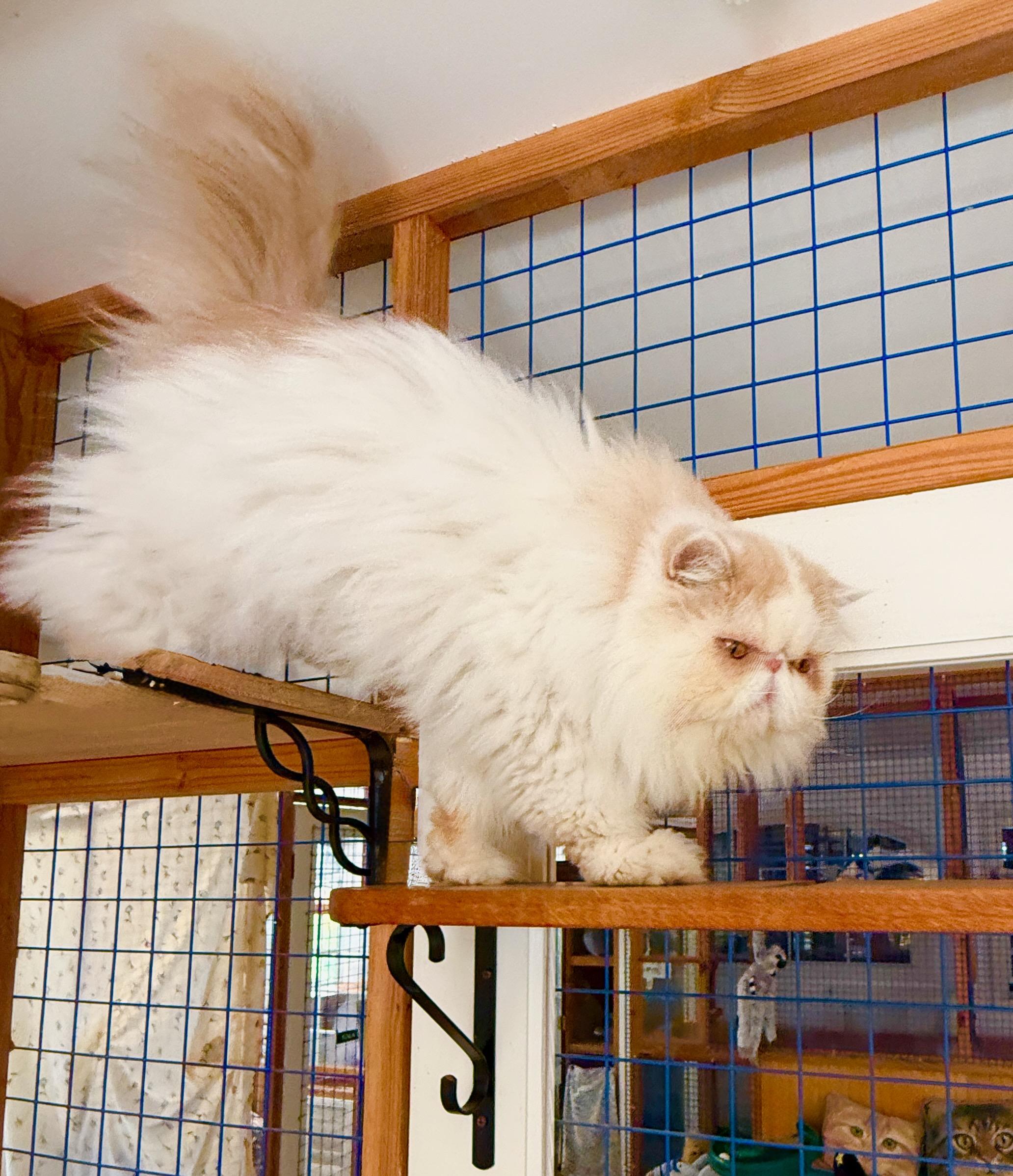 Enlarge Mr. CoCo, a Adoptable Persian in Davis, CA image 3/3
