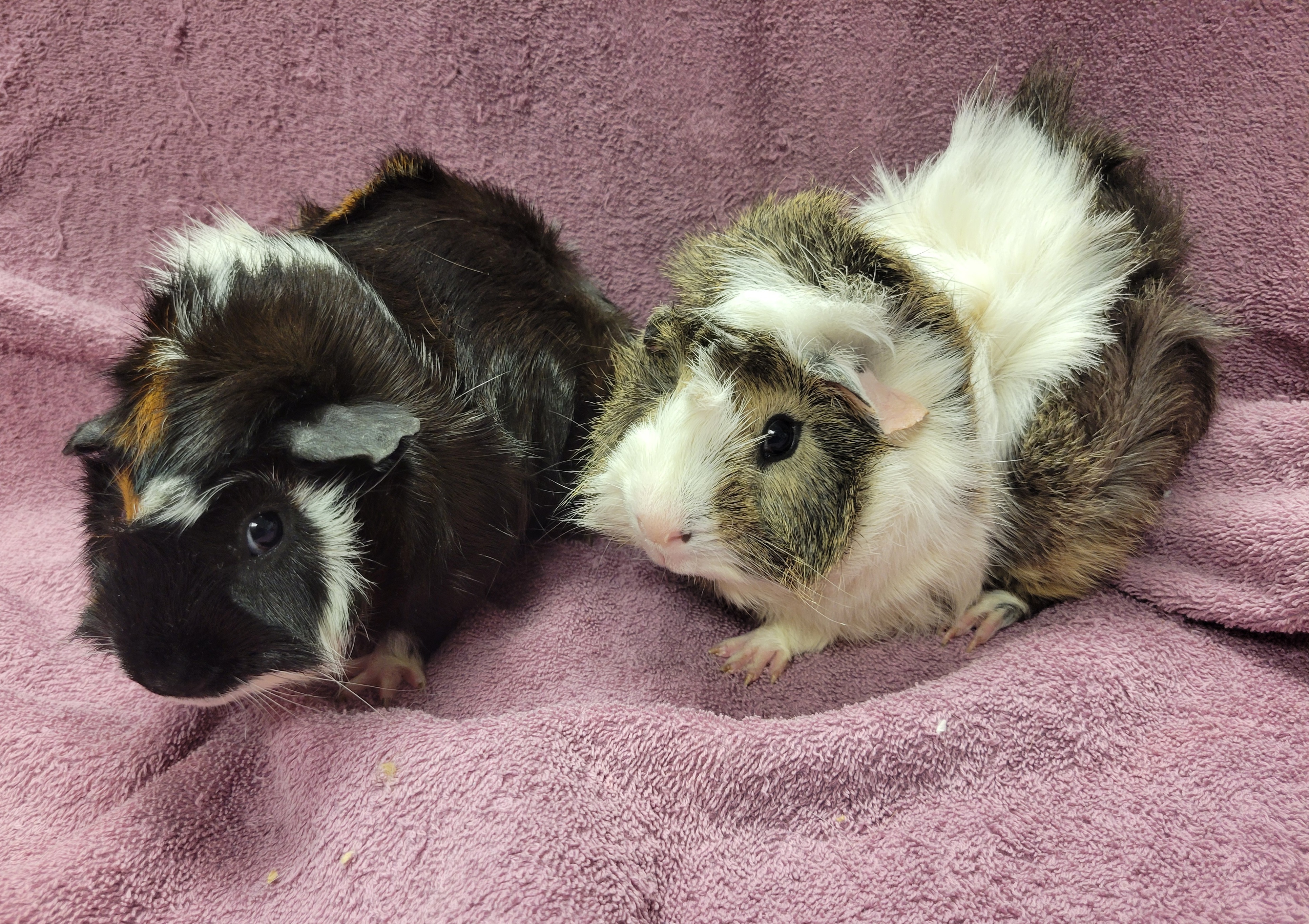 Oreo and Buttercup photo 3