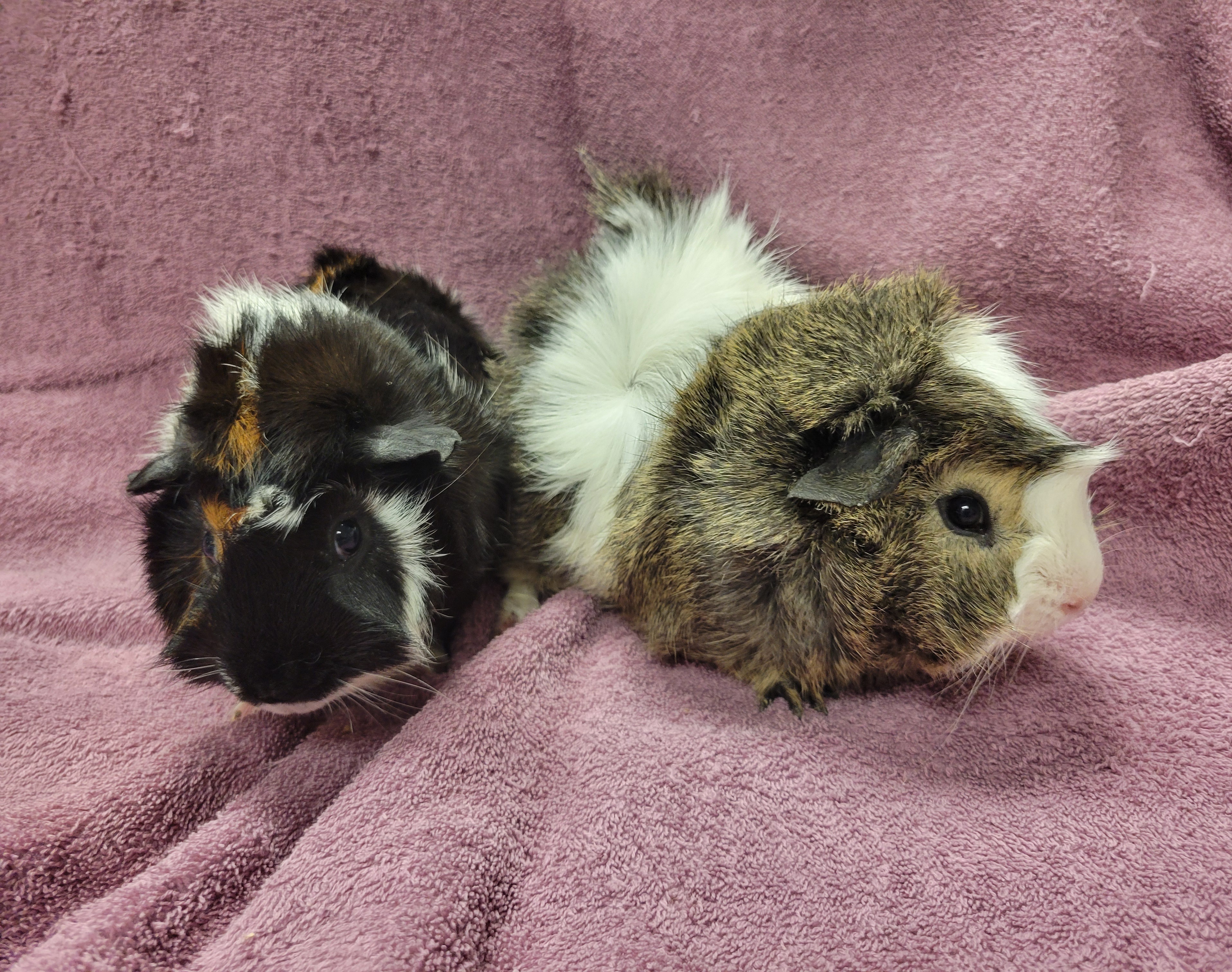 Oreo and Buttercup photo 2