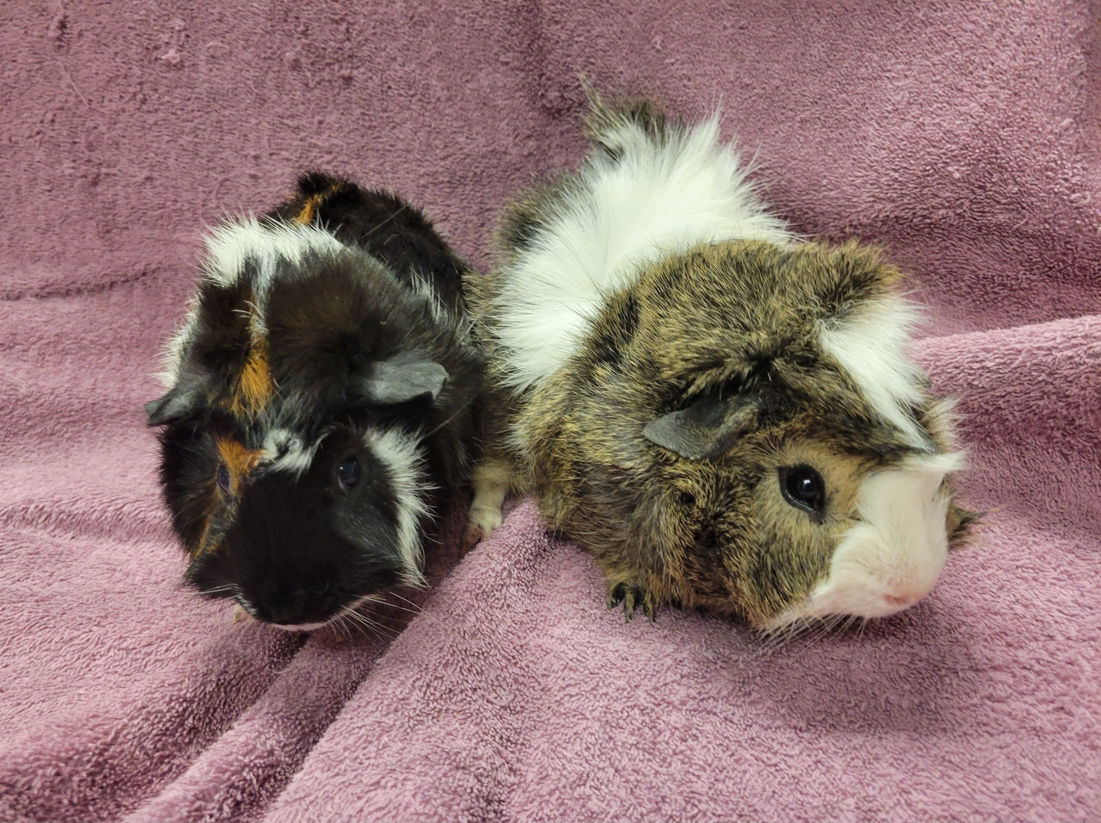 Oreo and Buttercup