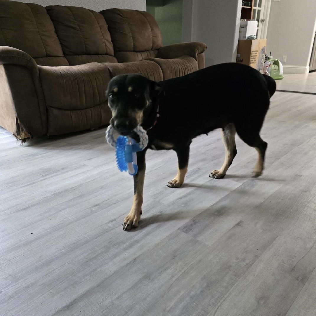 Ghirardelli, a Adoptable mixed breed in Colonie, NY image 3/6