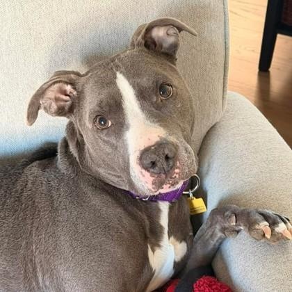 Daisy Mae, a ADOPTABLE mixed breed in Adrian, MI image 1/6