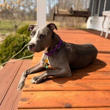 Daisy Mae, a ADOPTABLE mixed breed in Adrian, MI image 4/6