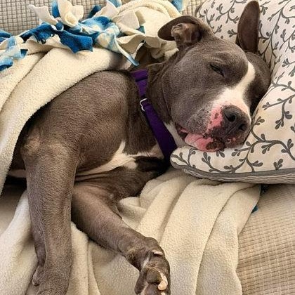 Daisy Mae, a ADOPTABLE mixed breed in Adrian, MI image 2/6