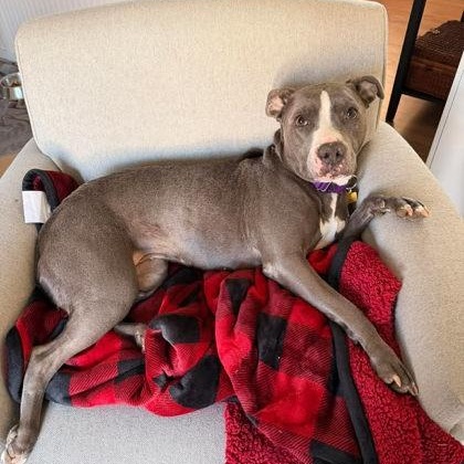 Daisy Mae, a ADOPTABLE mixed breed in Adrian, MI image 5/6