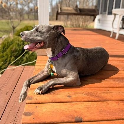 Daisy Mae, a ADOPTABLE mixed breed in Adrian, MI image 3/6