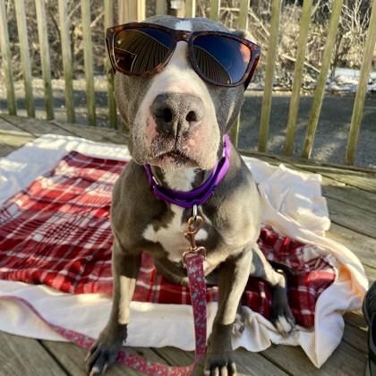 Daisy Mae, a ADOPTABLE mixed breed in Adrian, MI image 6/6