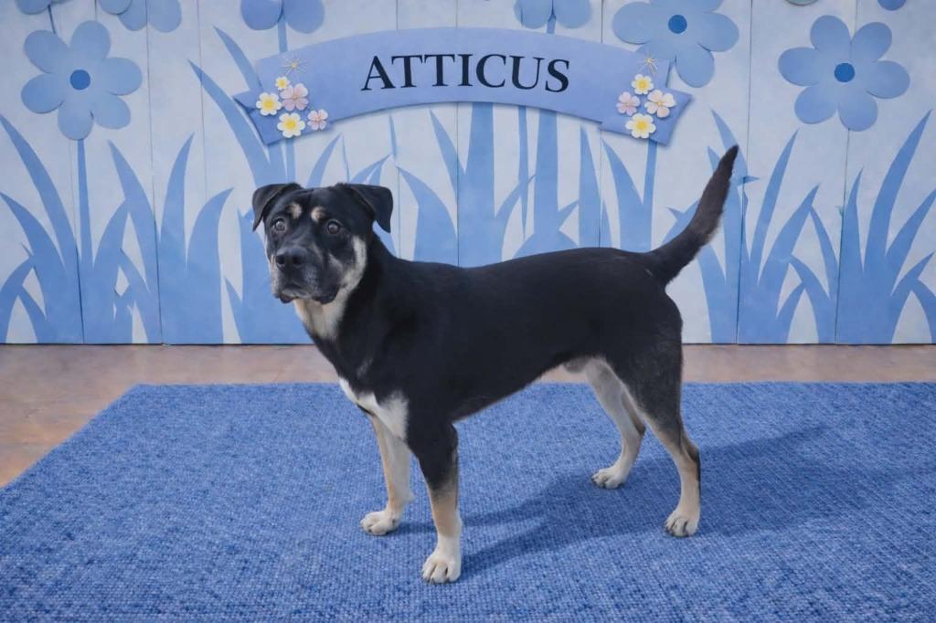 Enlarge Atticus, a Adoptable mixed breed in California City, CA image 1/5