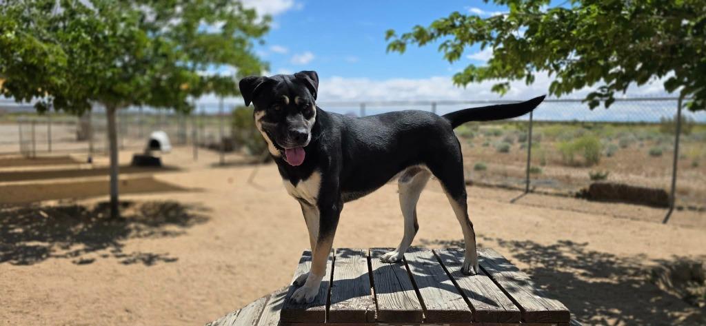 Enlarge Atticus, a Adoptable mixed breed in California City, CA image 2/6
