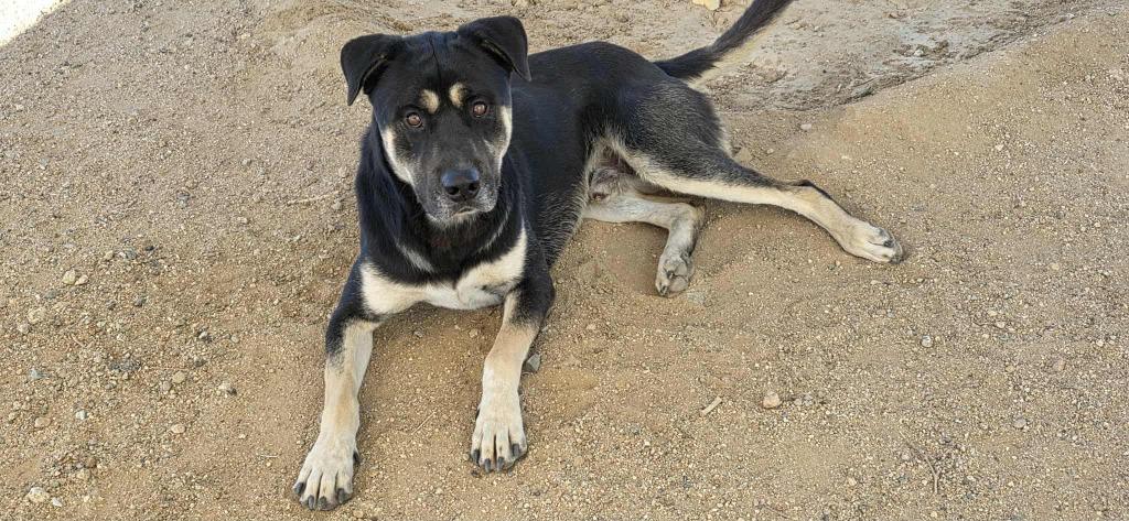Enlarge Atticus, a Adoptable mixed breed in California City, CA image 2/5
