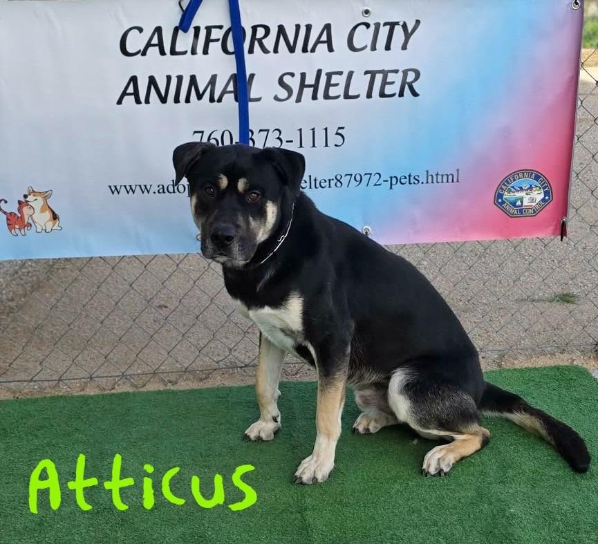 Enlarge Atticus, a Adoptable mixed breed in California City, CA image 3/5