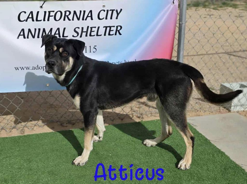 Enlarge Atticus, a Adoptable mixed breed in California City, CA image 4/5