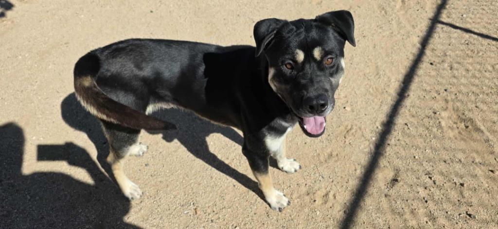 Enlarge Atticus, a Adoptable mixed breed in California City, CA image 5/5