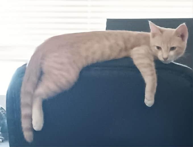 Bjorn, Adoptable, Young Male Domestic Short Hair & Domestic Short Hair.