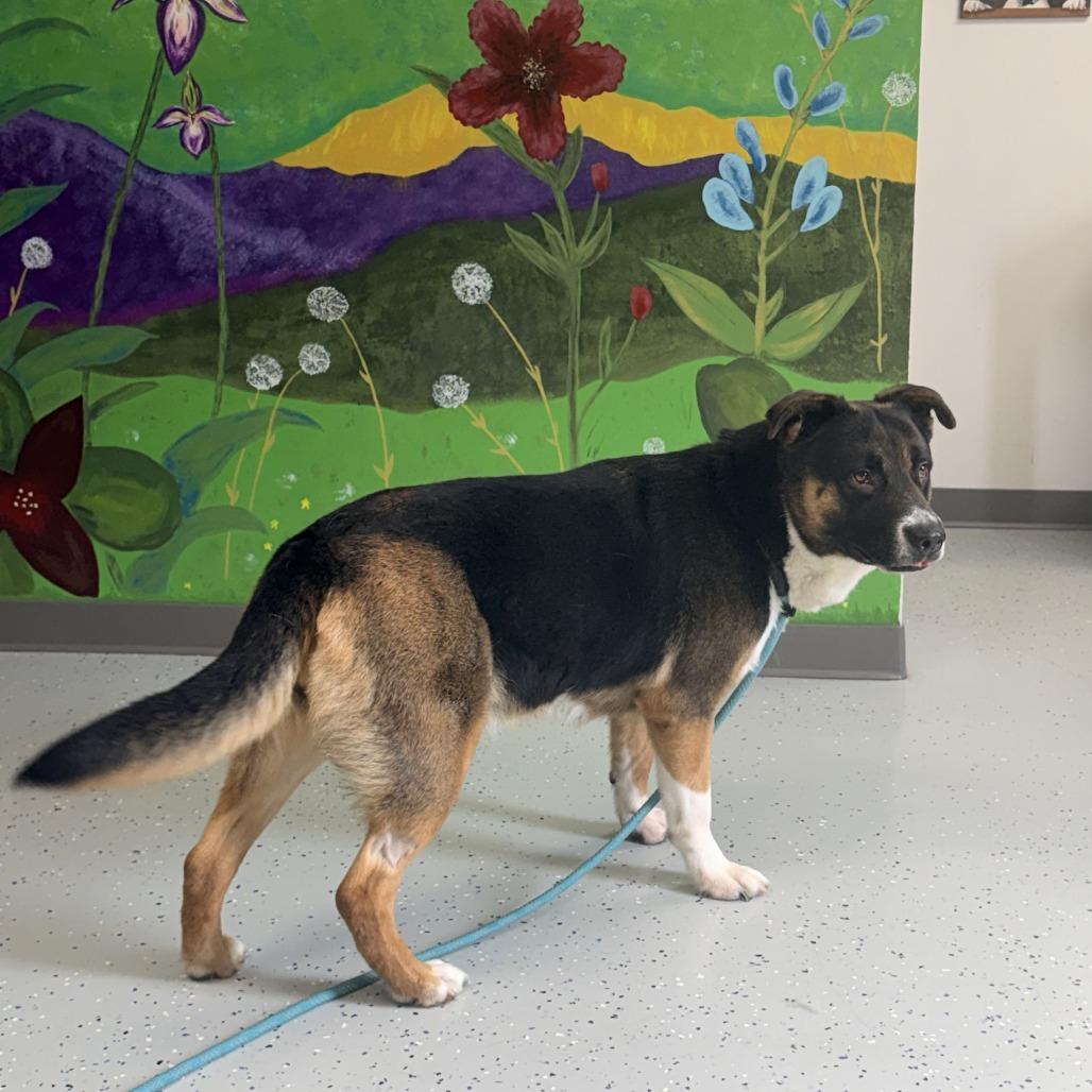 Enlarge Mischa, a Adoptable mixed breed in Marion, VA image 1/6