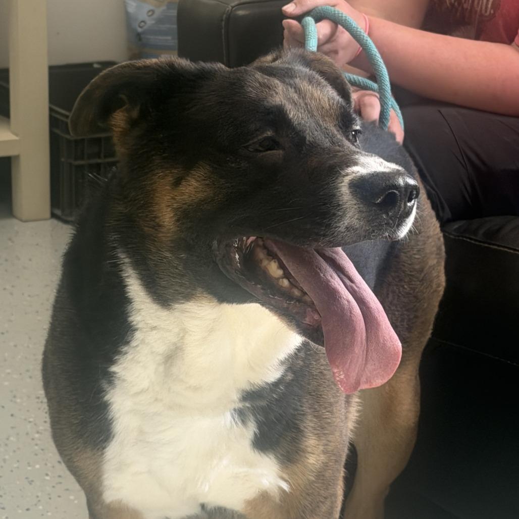 Enlarge Mischa, a Adoptable mixed breed in Marion, VA image 2/6