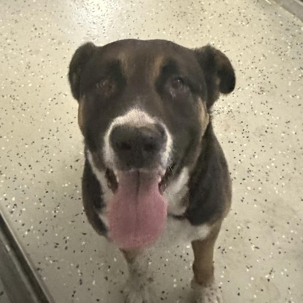 Enlarge Mischa, a Adoptable mixed breed in Marion, VA image 3/6