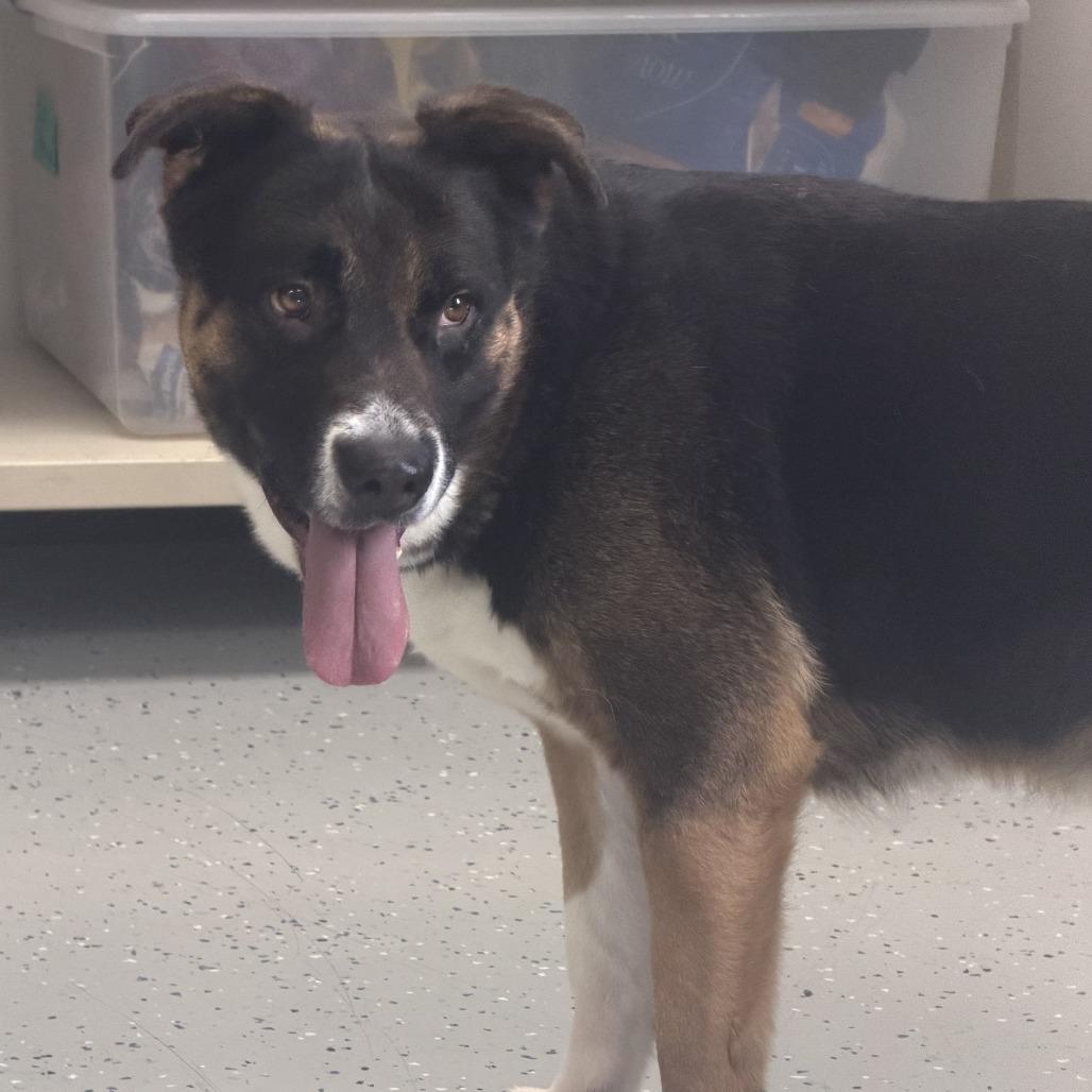 Enlarge Mischa, a Adoptable mixed breed in Marion, VA image 4/6