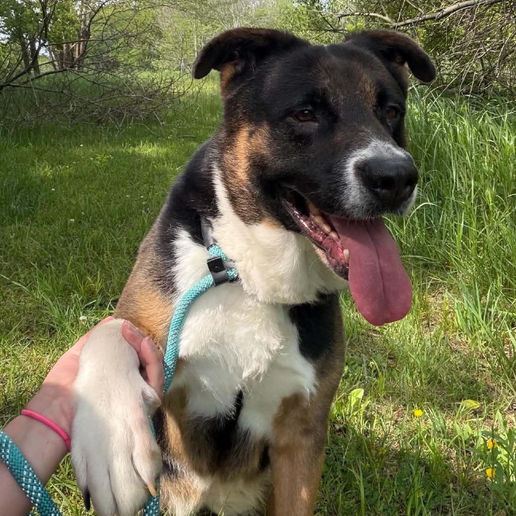 Enlarge Mischa, a Adoptable mixed breed in Marion, VA image 5/6