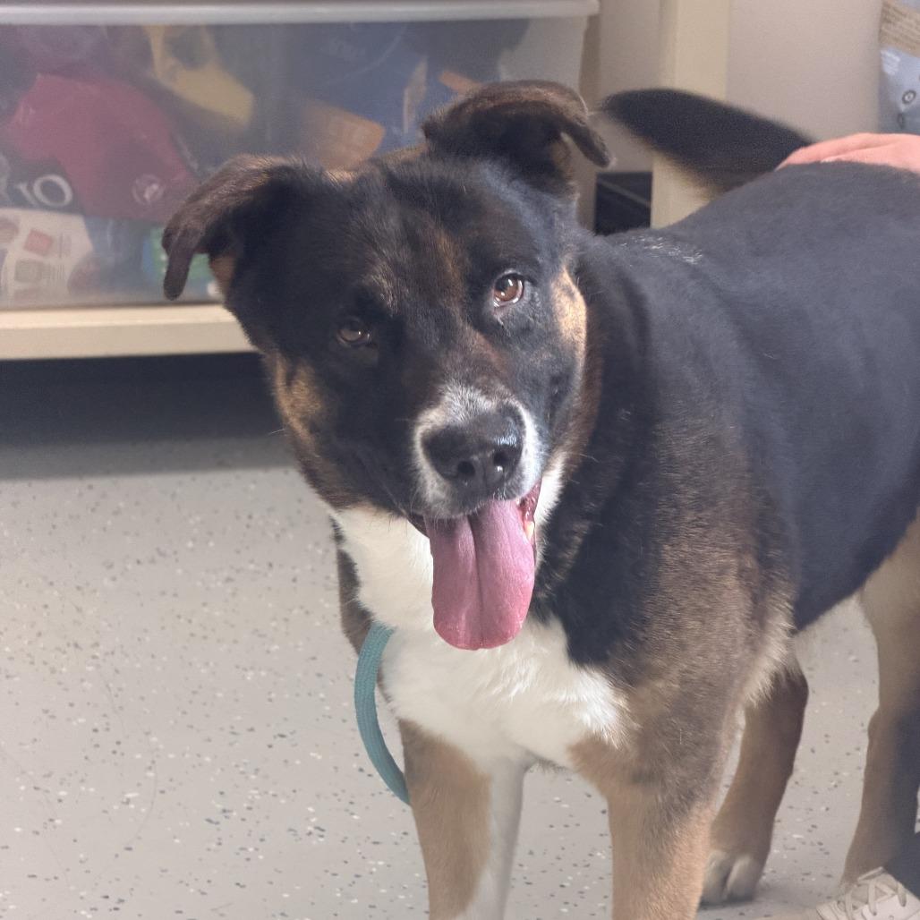 Enlarge Mischa, a Adoptable mixed breed in Marion, VA image 6/6