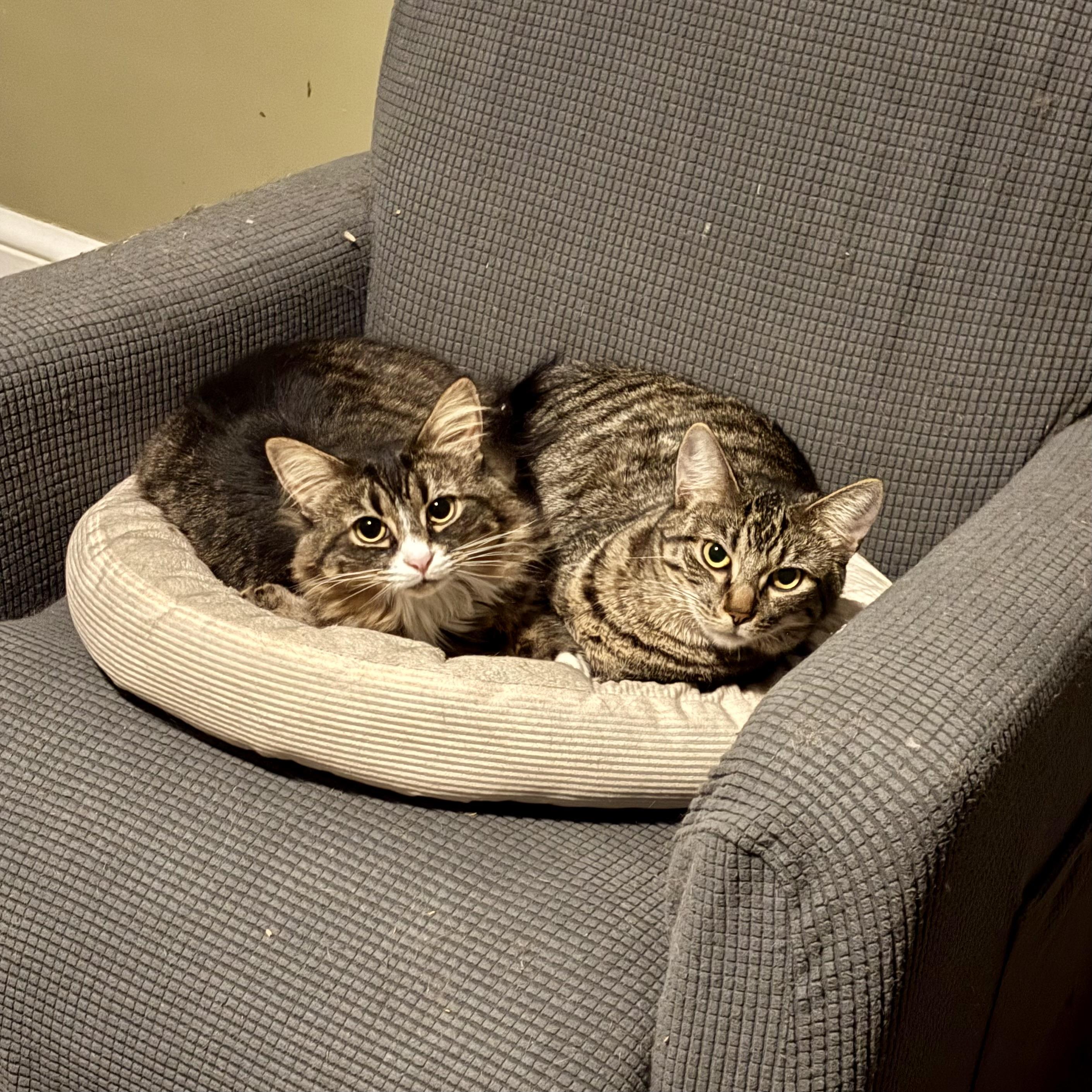 Enlarge Jolly, Joy & Merry, a Adoptable Domestic Medium Hair in Manchester, CT image 5/6