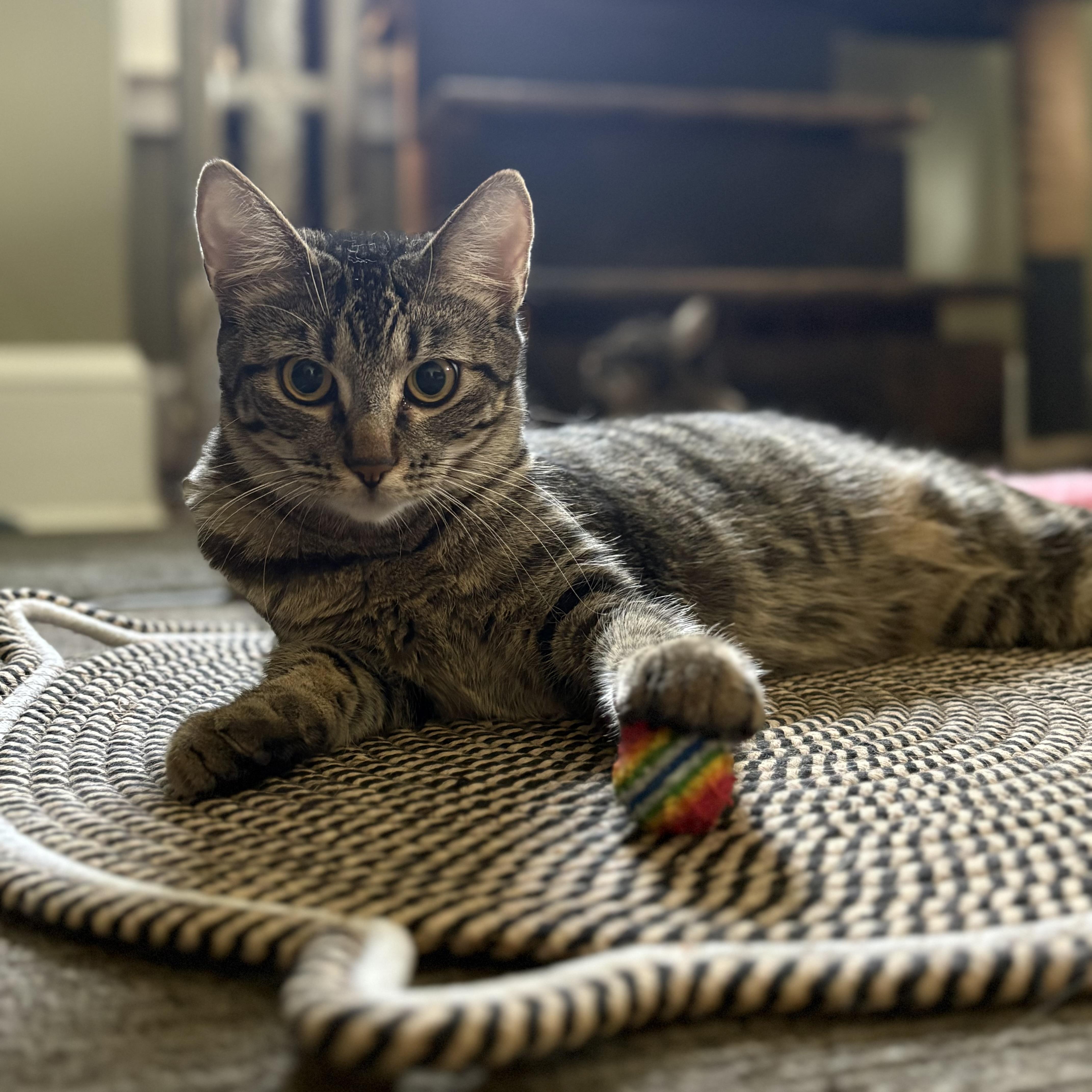 Jolly, Joy, Noel & Merry, Adoptable, Kitten Female Domestic Medium Hair.