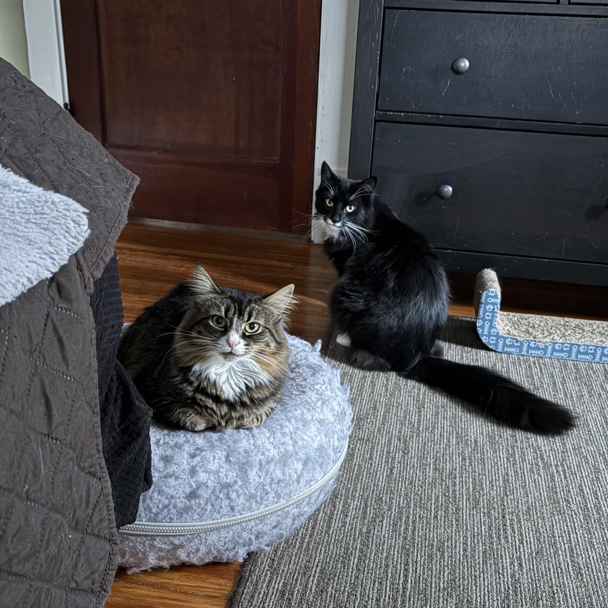 Enlarge Jolly, Joy & Merry, a Adoptable Domestic Medium Hair in Manchester, CT image 6/6