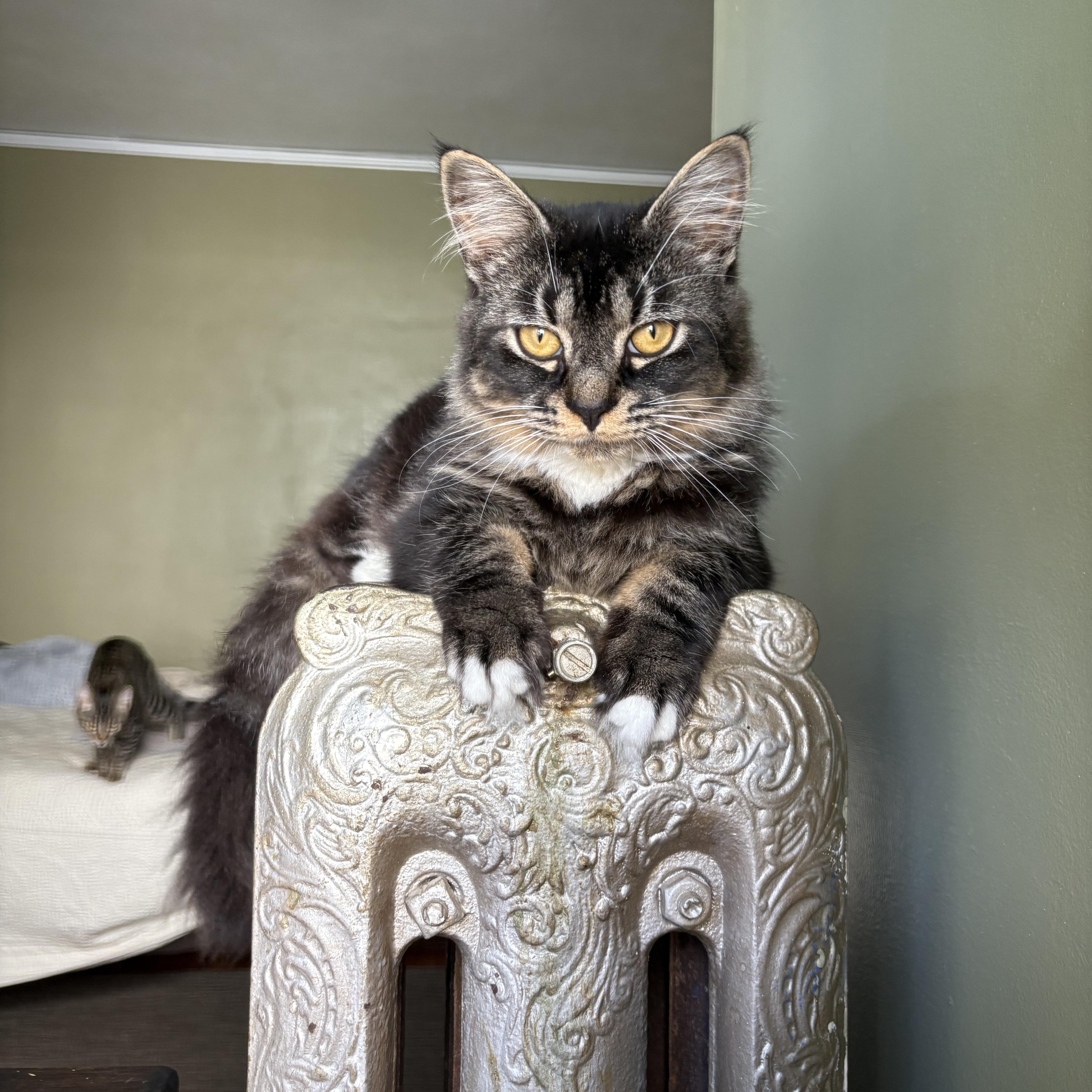 Jolly, Joy, Noel & Merry, a Adoptable Domestic Medium Hair in Manchester, CT image 4/6