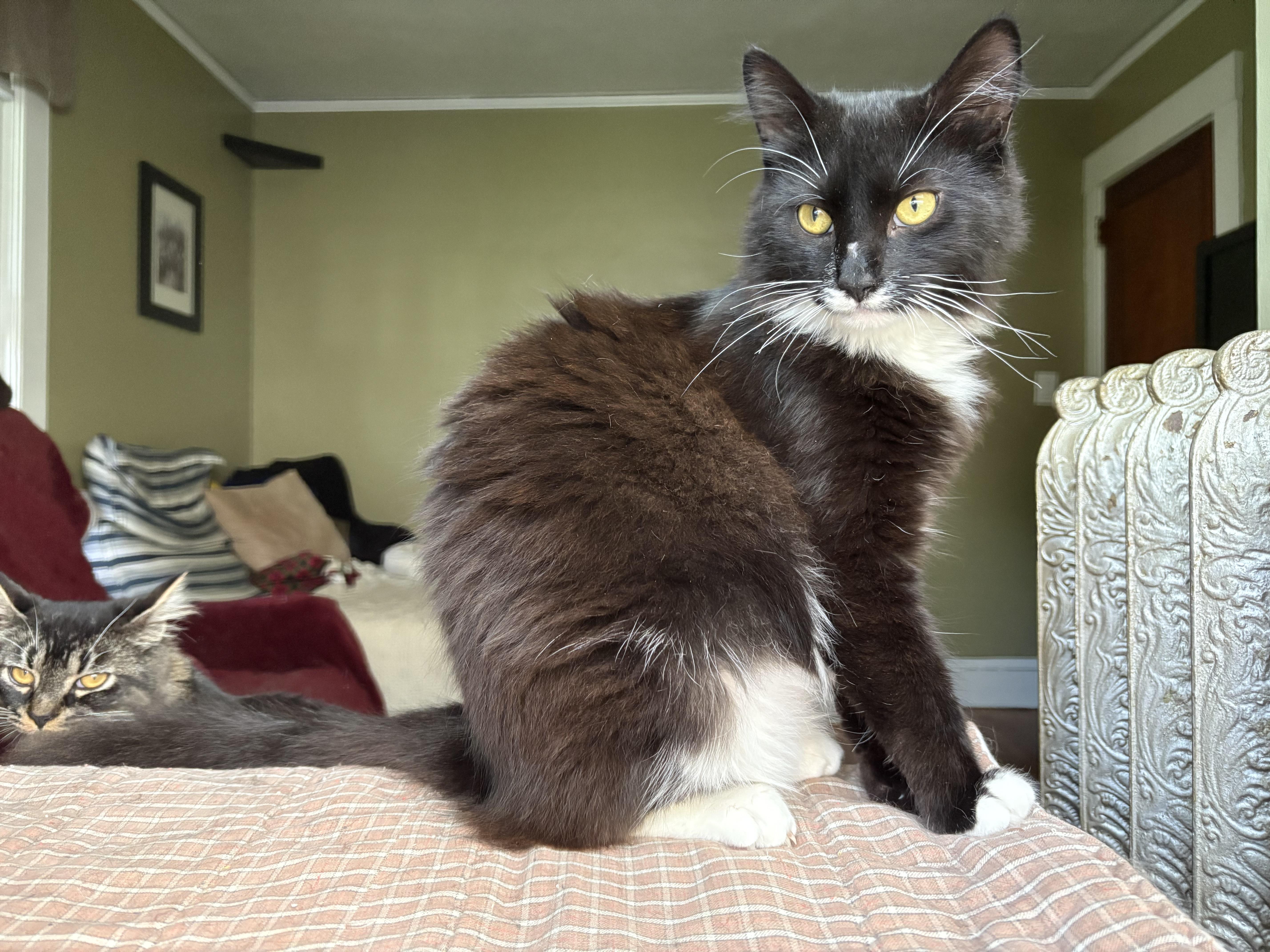 Jolly, Joy, Noel & Merry, a Adoptable Domestic Medium Hair in Manchester, CT image 6/6