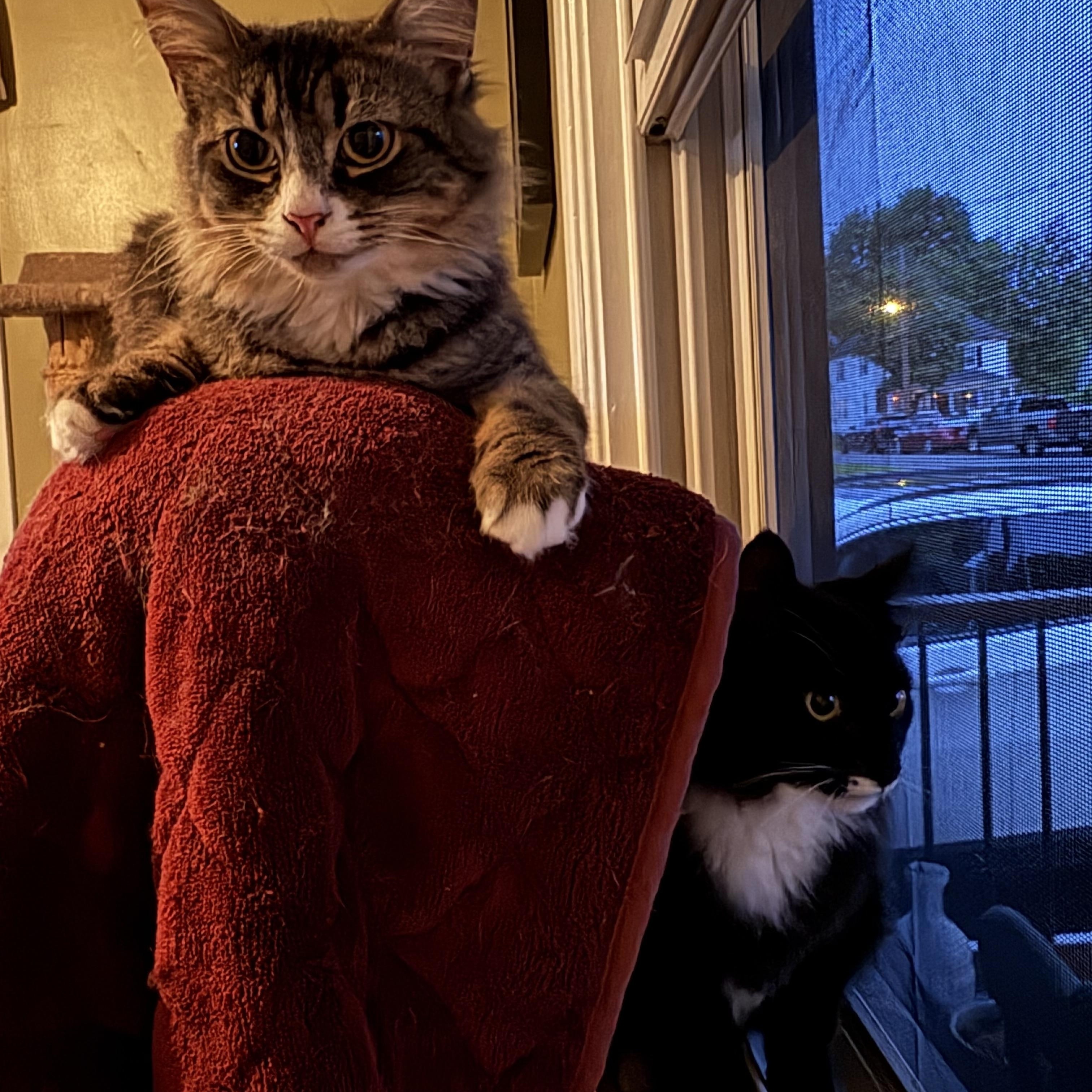 Jolly, Joy, Noel & Merry, a Adoptable Domestic Medium Hair in Manchester, CT image 3/6