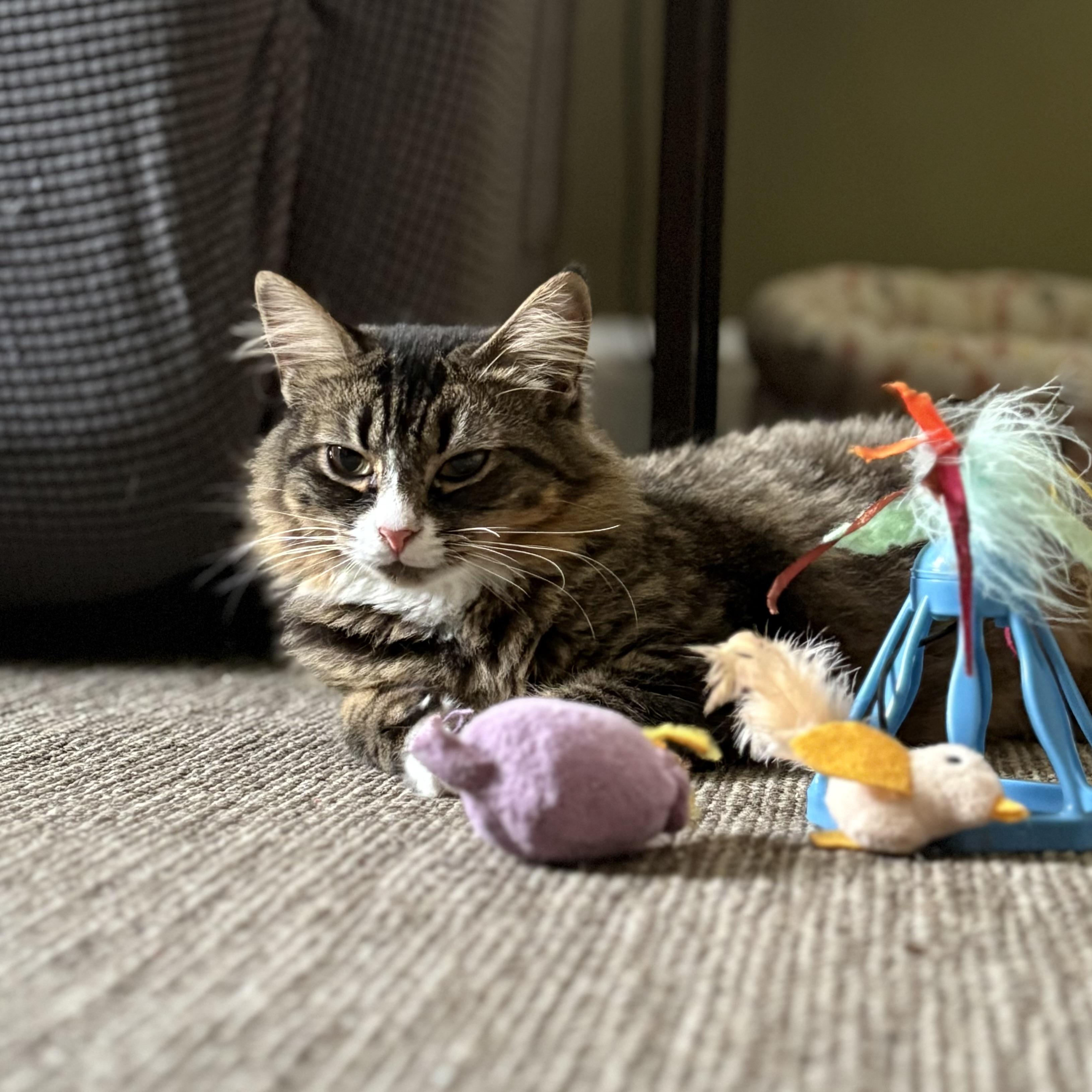 Jolly, Joy, Noel & Merry, a Adoptable Domestic Medium Hair in Manchester, CT image 2/6