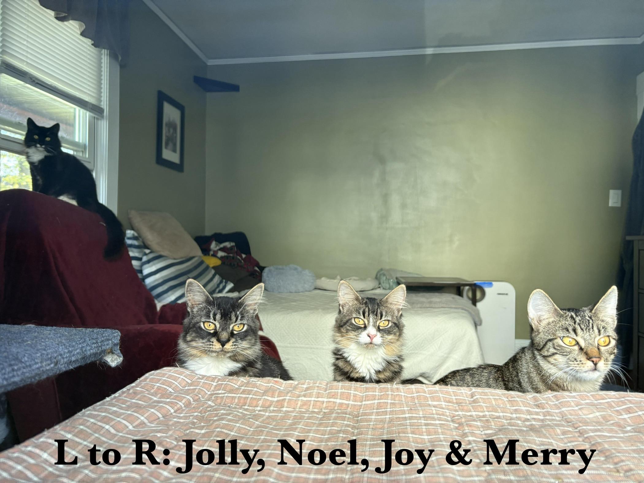 Jolly, Joy, Noel & Merry, a Adoptable Domestic Medium Hair in Manchester, CT image 5/6