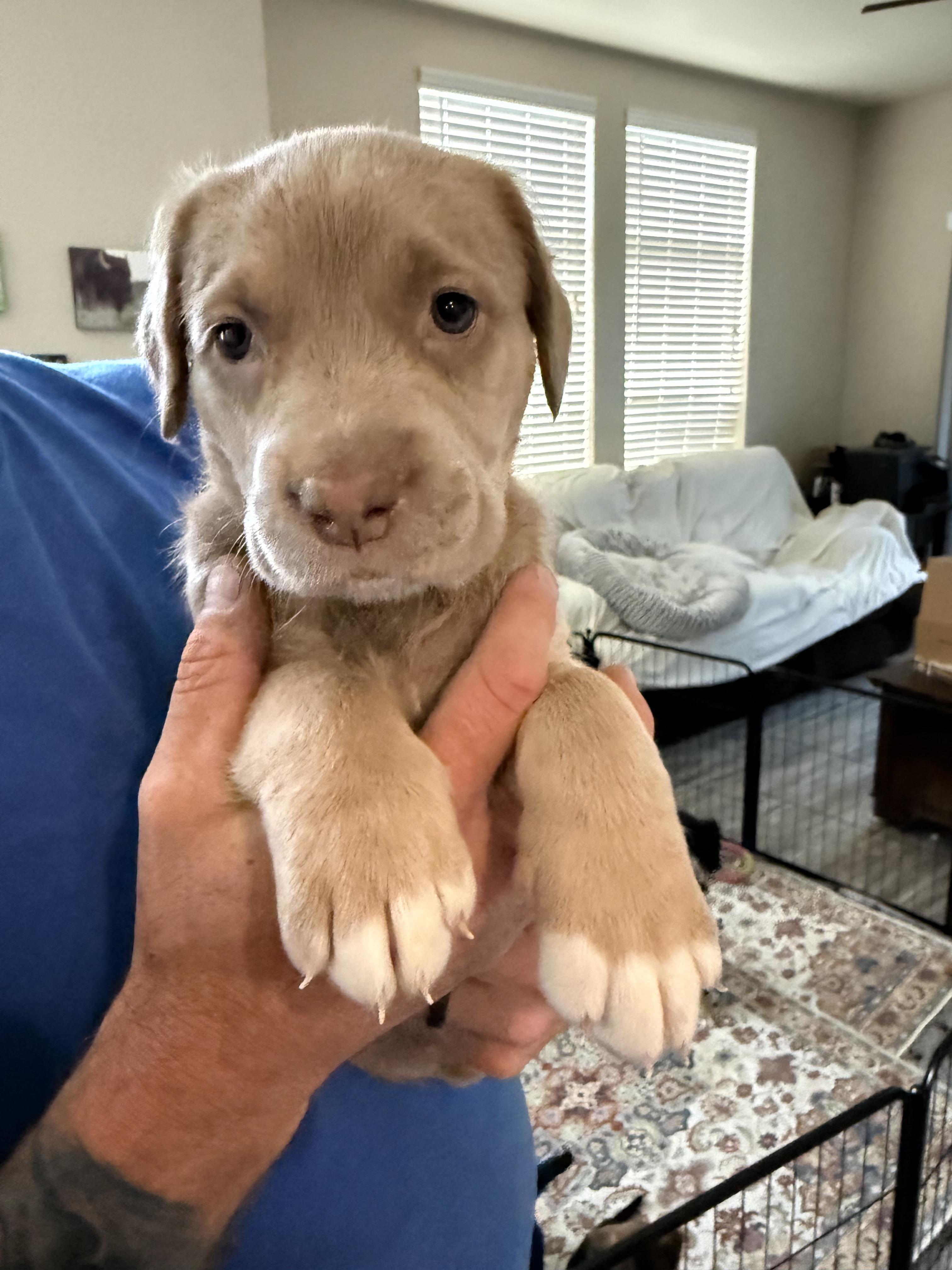 Mary Ann, a ADOPTABLE mixed breed in Penryn, CA image 1/3