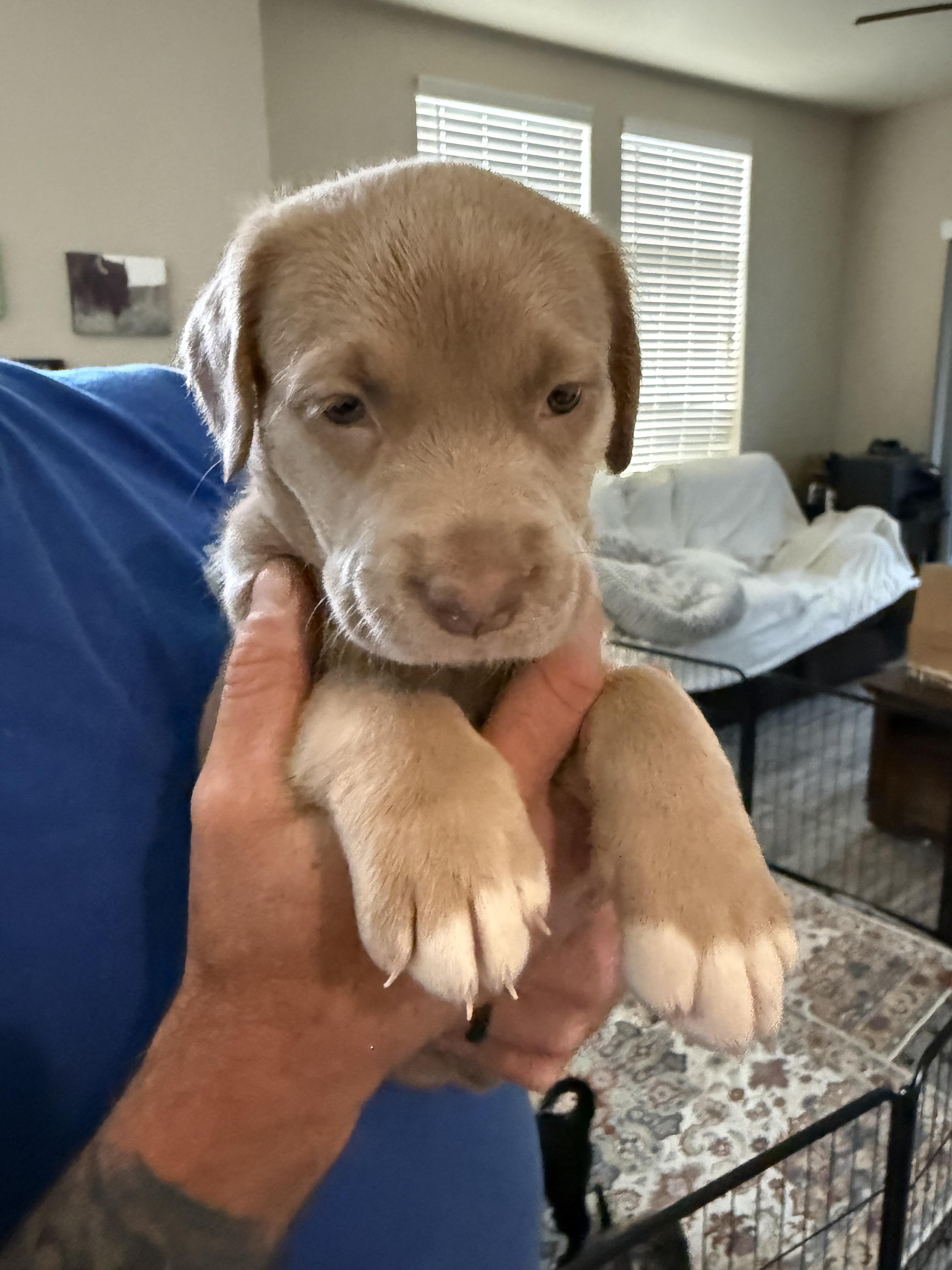 Mary Ann, a ADOPTABLE mixed breed in Penryn, CA image 3/3