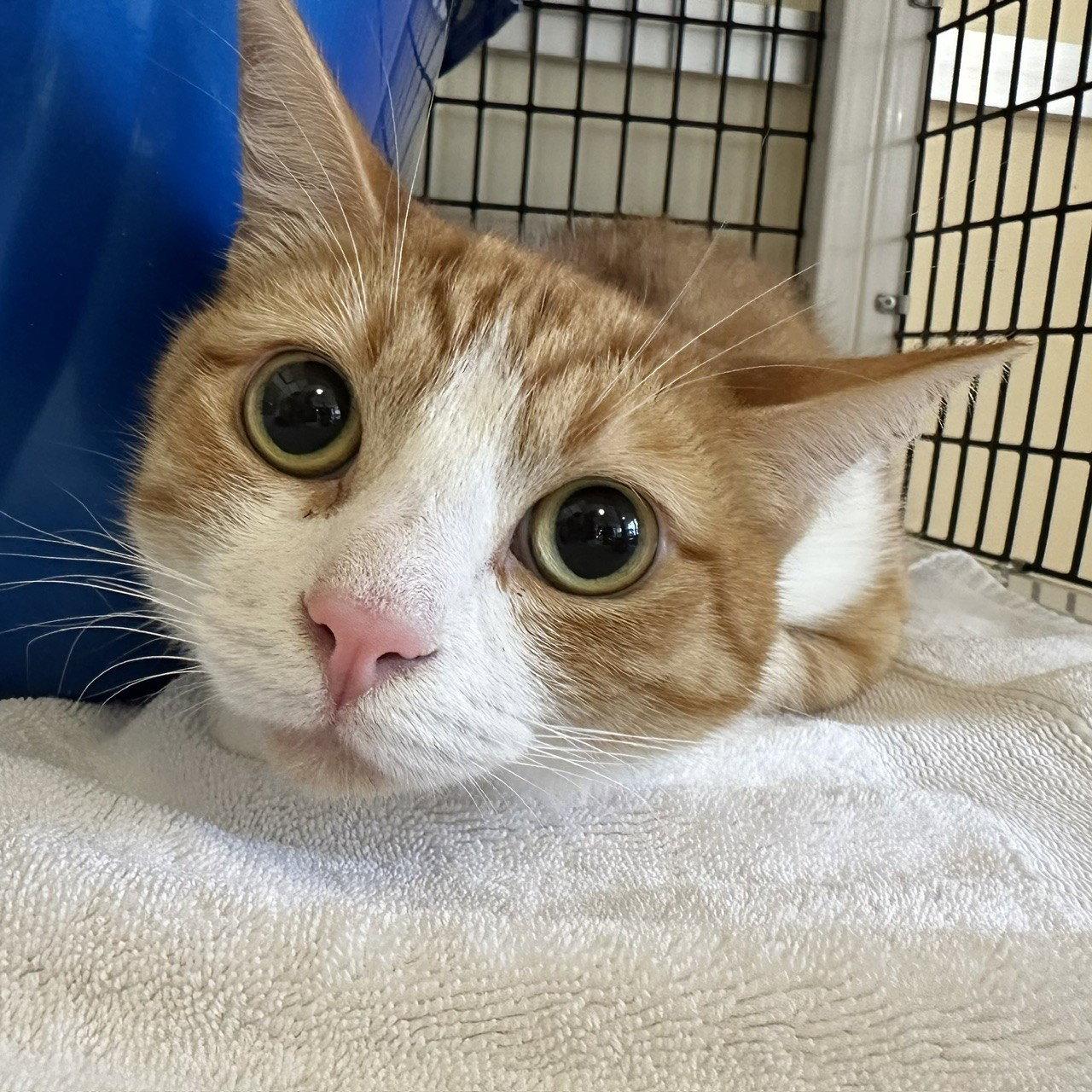 Enlarge Jacket, a Adopted Domestic Short Hair in Burlingame, CA image 1/1