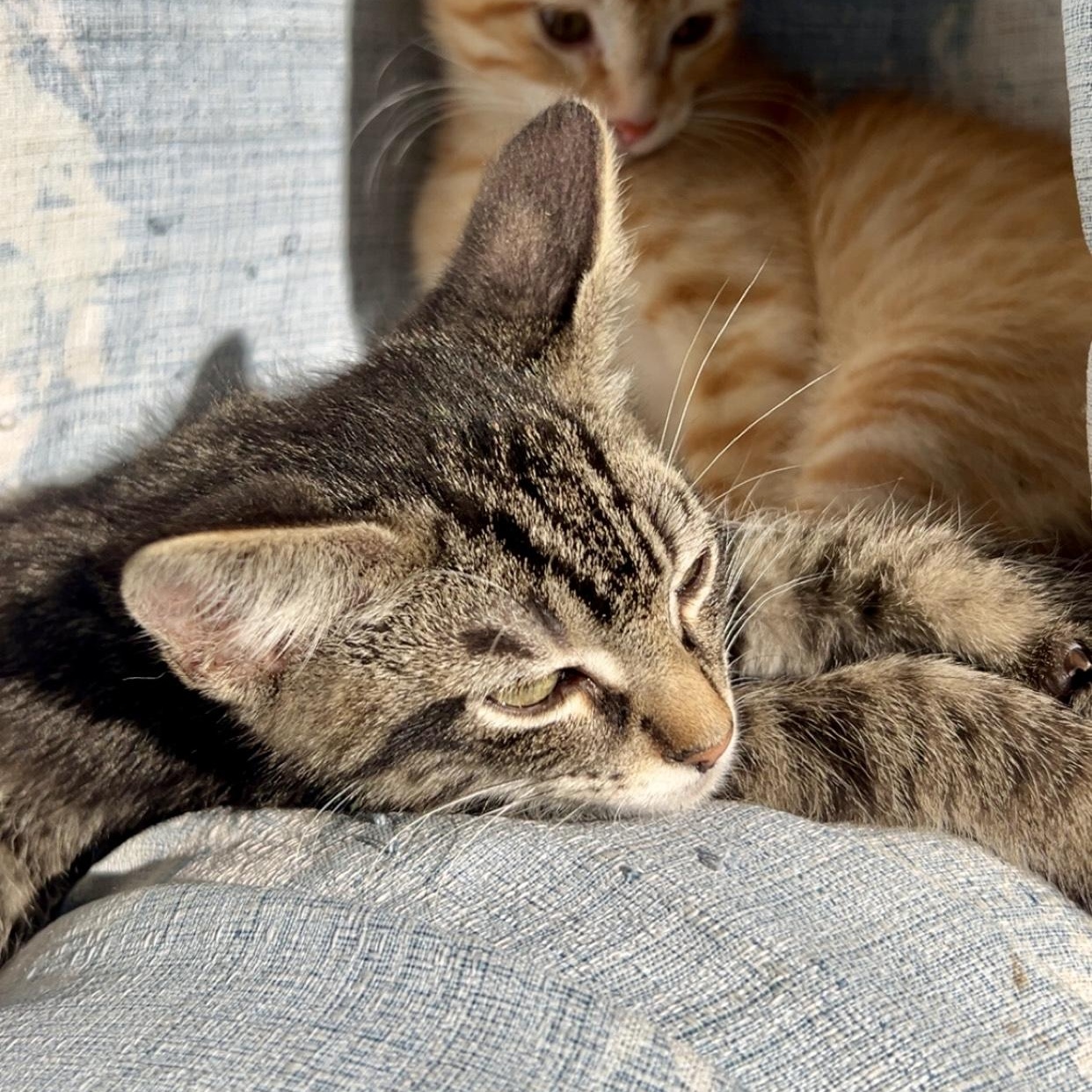 Hamburgler (AKA Hammy)